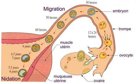 rencontre ovule spermatozoïdes|Le parcours des spermatozoïdes jusquà lovule